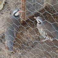 کبک پرورشی.