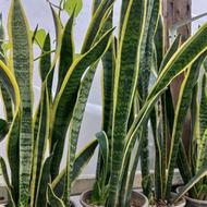 حراج گلهای اپارتمانی