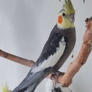 سه عدد عروس هلندی سرحال