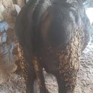 یک عدد گاو نر آنگوس تقریبا 600 کیلو بفروش میرسد