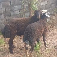 گوسفند بره نر افشار اصل جنس