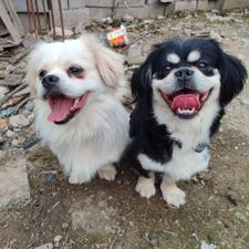 واگذاری سه سگ نژاد اشپیتز