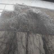 پرستار ویژه بیمار