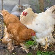 فروش مرغ پاپر