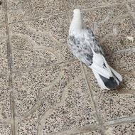 نر تهرانی اصل