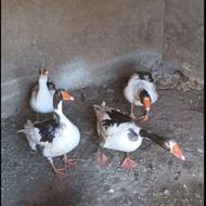 غازهای خوشمزه و لذیذ