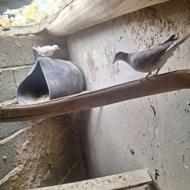 فوری فروشی کپوت