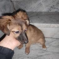 سگ پاکوتاه سرحال مرتب واگذاری