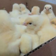 جوجه گوشتی نژاد راس