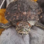 لاک. پشت گوش قرمز خارجی