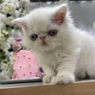 گربه پرشین فلت