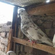 کبوتر کفتر پرشی