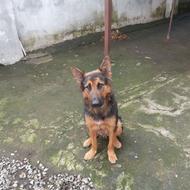 ژرمن ماده 2 سال و نیم واگزاری