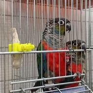 کریمسون مولد