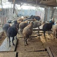 فروش گوسفند