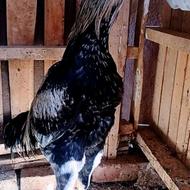 خروس لاری پاکستانی