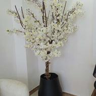 سفارش انواع درختچه شکوفه و بامبو زیر قیمت بازار