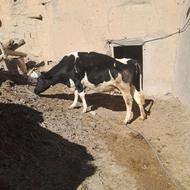 گاو هلشتاین آماده زایمان