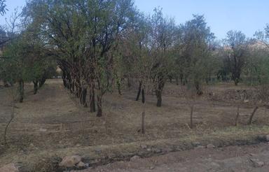 باغچه بادام