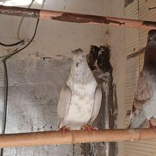 کبوتر پرشی کاملا سالم