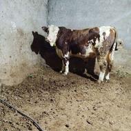 گاو نر سیمینتال