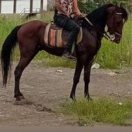 اسب نژاد کرد