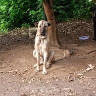 ماده سراب اصیل واگذاری