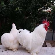 جوجه کوشین پاپر زینتی معاوضه هم دارم