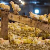 جوجه گوشتی کویران جوجه