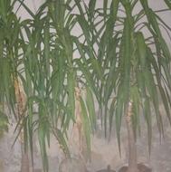 گل یوکا با ارتفاع او2و3و4متر...