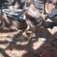 مرغ لاری سالم