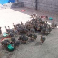 جوجه گوشتی جوجه شترمرغ کارخانه کویران جوجه