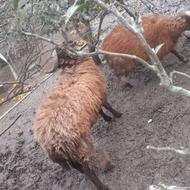 گوسفند تر قوچ افشار تخمی