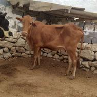 گاوجوان بلوچی باگوساله ماده یک ساله