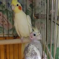 جفت عروس هلندی مولد