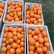 پرتقال شمال