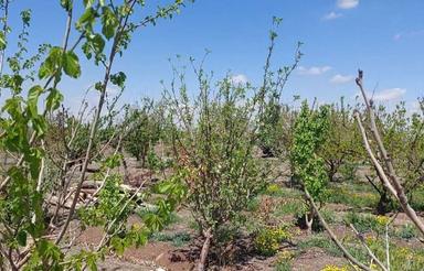 1080متر با درختان میوه چند ساله ساخت 1403