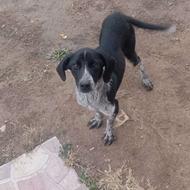 واگذاری توله