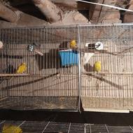 مرغ عشق قناری پرتغالی ونج