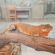 فروش فوری ایگوانا خانگی با مشتری واقعی کنار میام