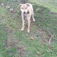 واگذاری رایگان سگ