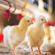 جوجه گوشتی صادراتی راس