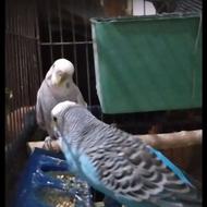 مرغ عشق سالم