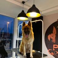 میز گرومینگ معاینه جراحی وان شستشو سینک دامپزشکی