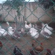 فروش غاز اکراینی و قو غاز