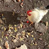 مرغ و خروس محلی چاغ و چله برای شب یلدا