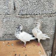 نروماده کبوتر پرشی به شرط خریدار واقعی تخفیف هم داره