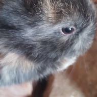 فروش توله خرگوش