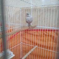 خریدار قناری