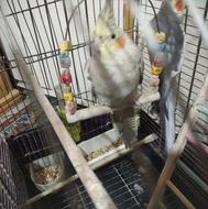 فروش عروس هلندی ماده